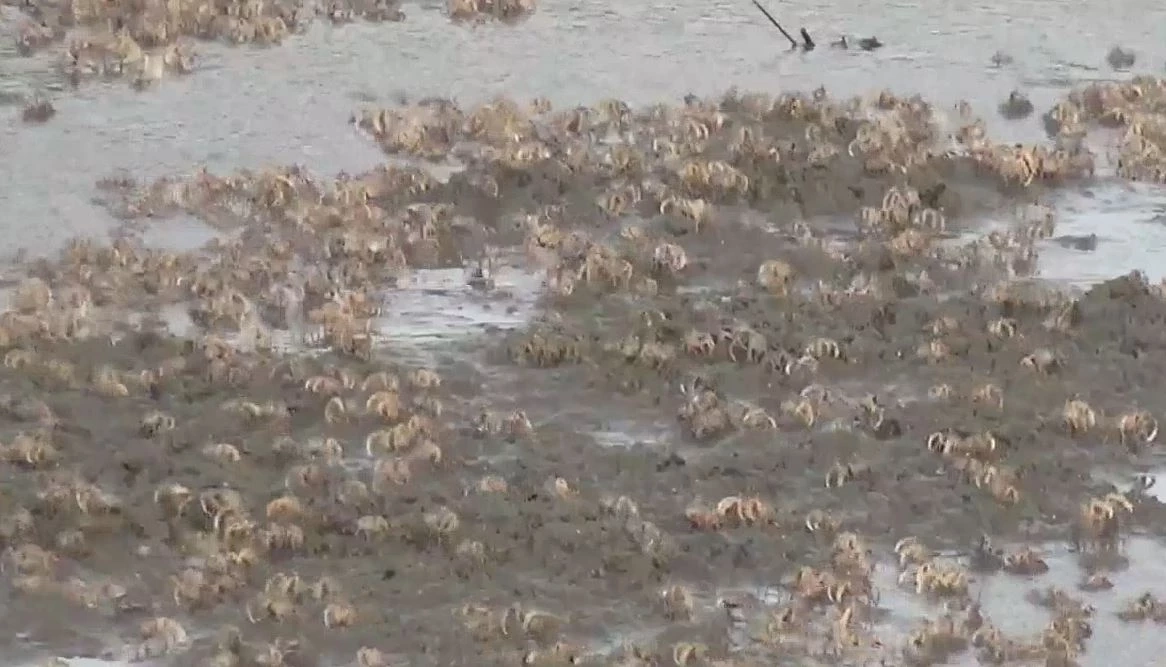 ตื่นตา! กองทัพปูทหารนับล้านตัว โผล่หากินชายหาดสำราญ (มีคลิป)