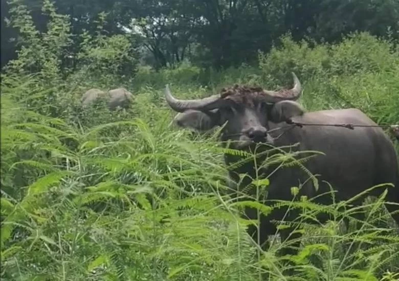 หนุ่มอุดรฯ ตกใจสุดขีด ควายงามหายทีเดียว 7 ตัว สุดท้ายตามหาจนเจอ