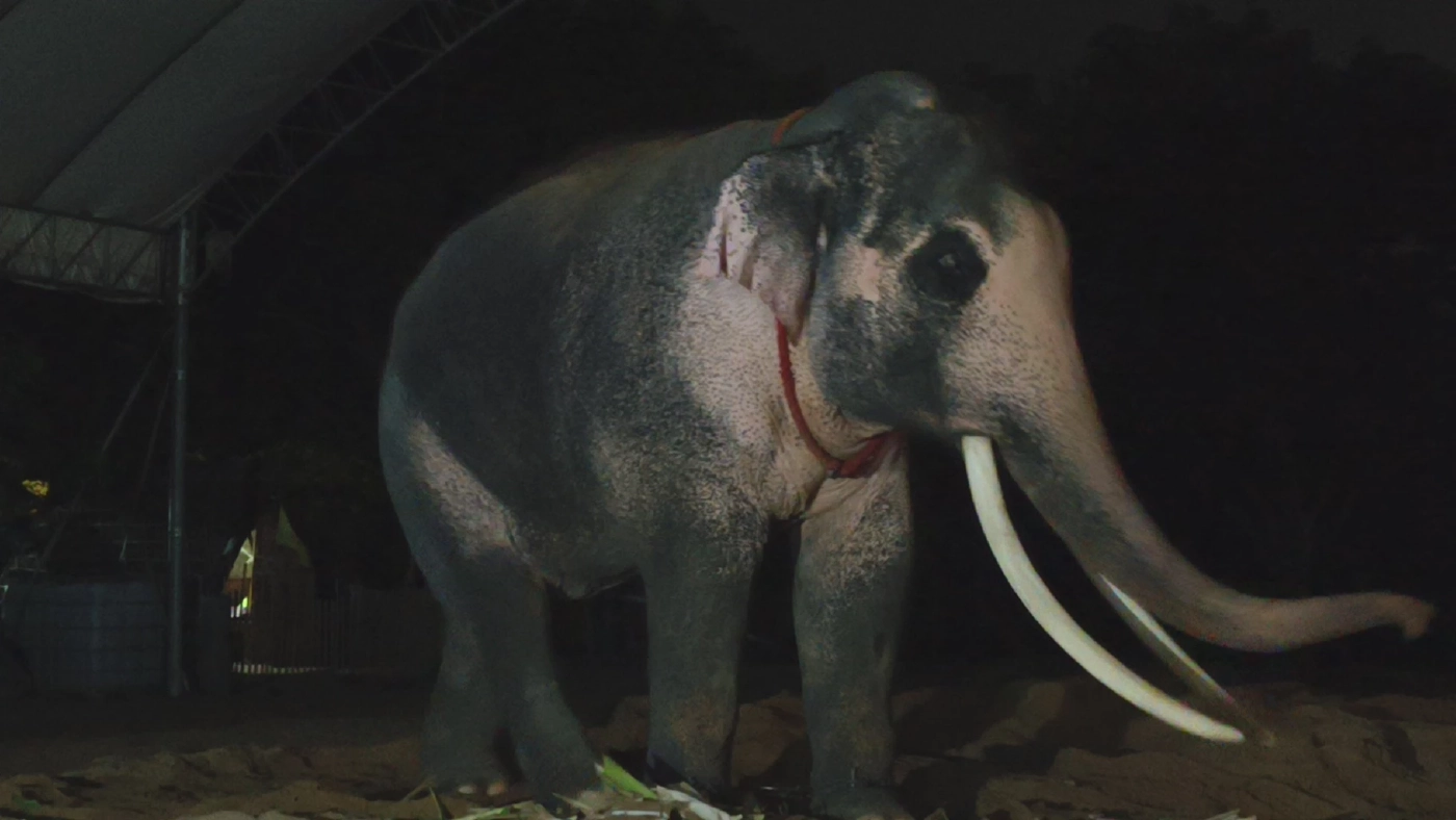 ชายชุดดำเข้าชม"พลายเอกชัย"มีพิรุธ เผยกำลังพิสูจน์คชลักษณ์ น้อมเกล้าถวายในหลวง