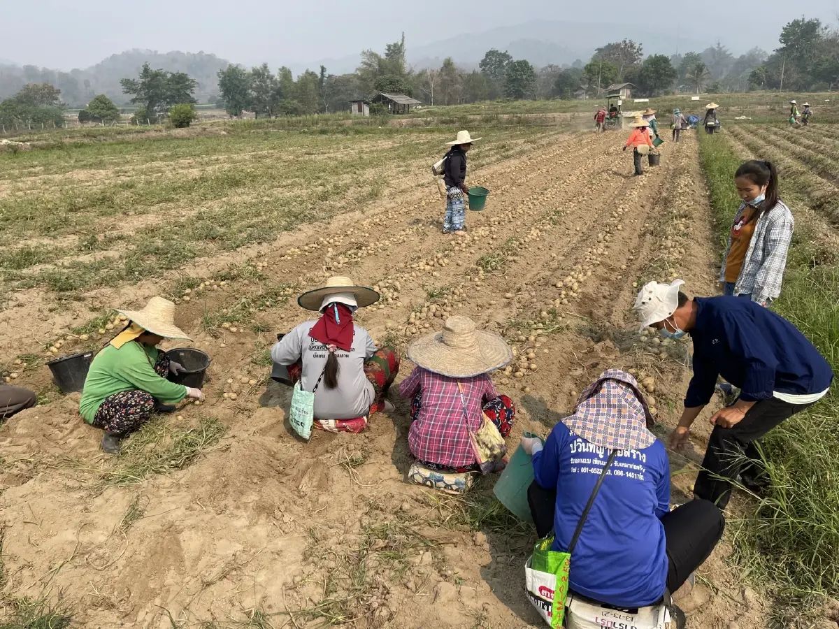 กรมวิชาการเกษตรผลิตหัวพันธุ์ "มันฝรั่ง"ปลอดโรคทดแทนนำเข้า