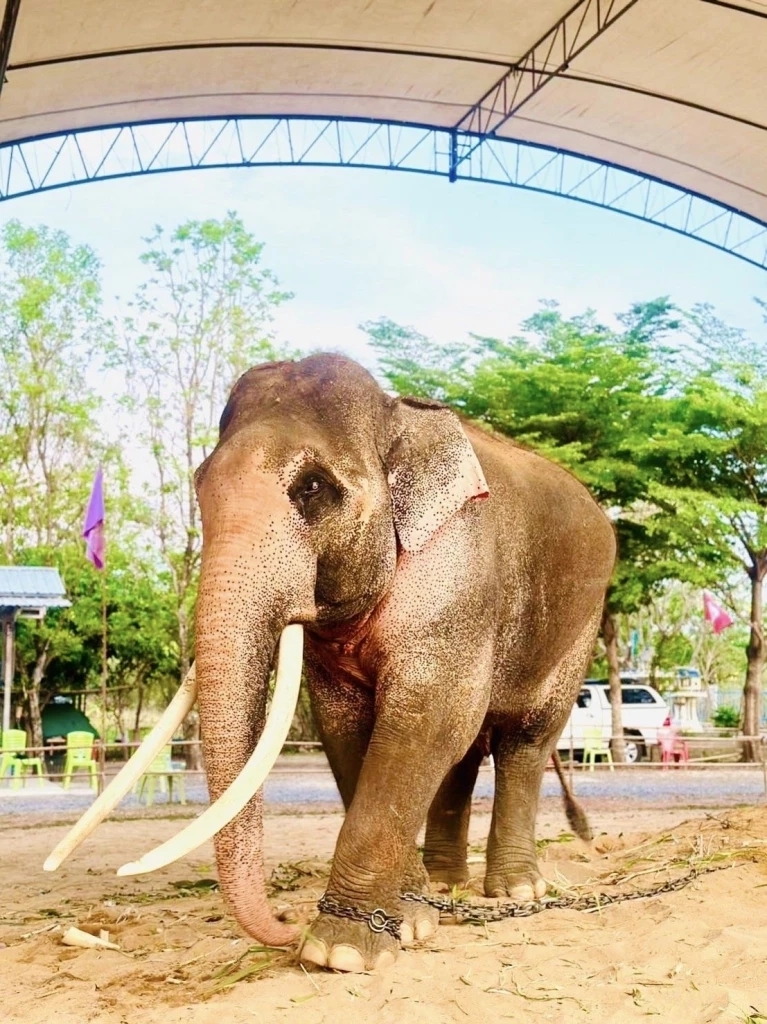 ชายชุดดำเข้าชม"พลายเอกชัย"มีพิรุธ เผยกำลังพิสูจน์คชลักษณ์ น้อมเกล้าถวายในหลวง