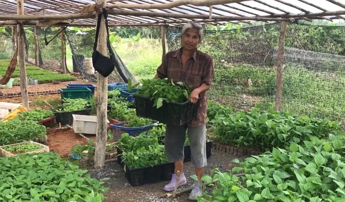 ส่องอาชีพ "เพาะพันธุ์พริกขี้หนูสวน" สร้างรายได้งาม