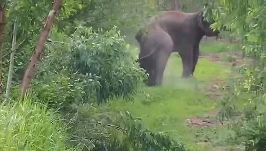 เตือนชาวบ้านภูกระดึง ระวัง "ช้างป่า" พบดุร้ายสูง พร้อมทำร้ายคนเมื่อเจอ