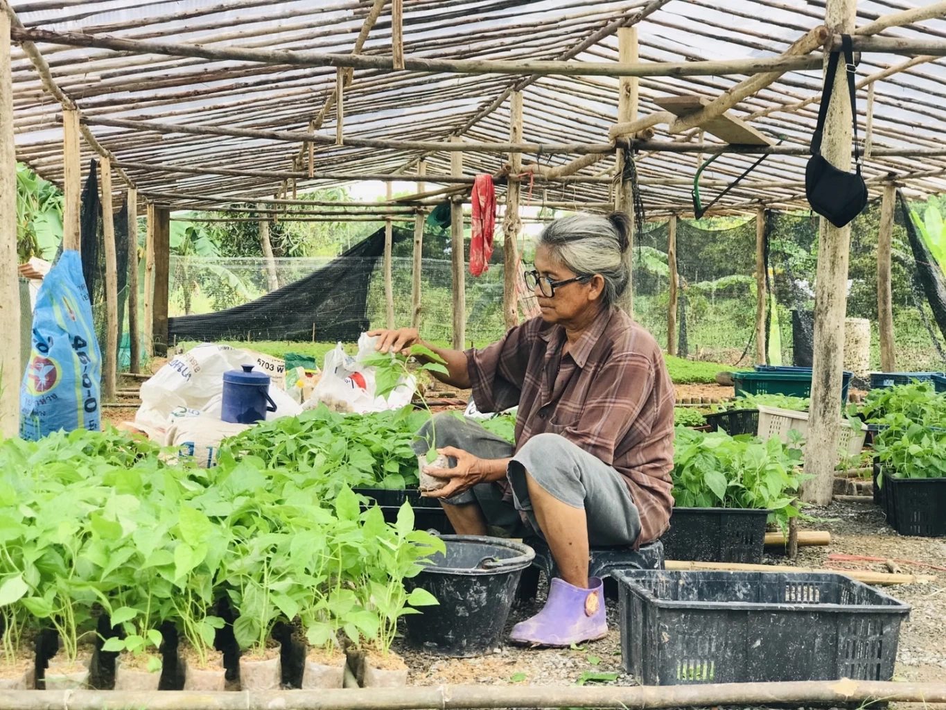 ส่องอาชีพ "เพาะพันธุ์พริกขี้หนูสวน" สร้างรายได้งาม