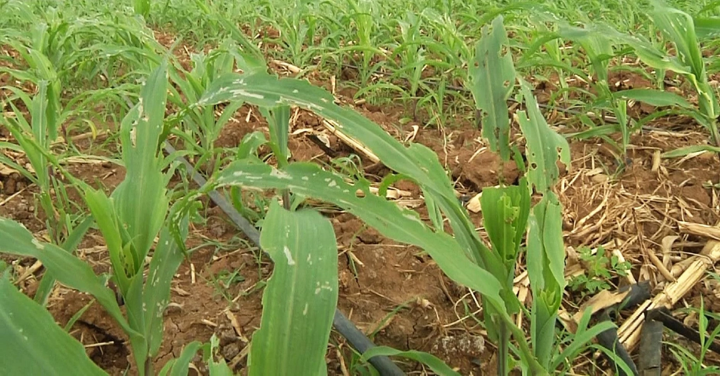 ชาวไร่ข้าวโพดระทมราคาตกต่ำ ซ้ำหนอนกระทู้ระบาดกัดกิน เสียหายกว่า 1,000 ไร่