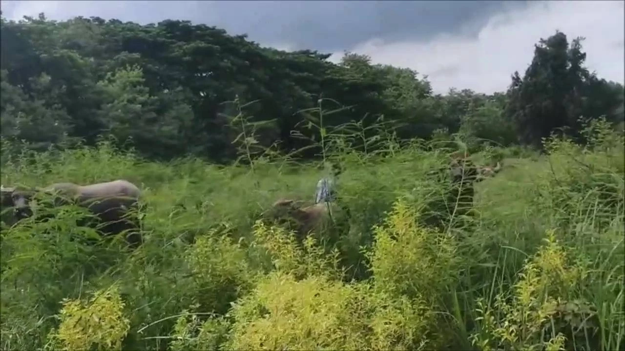 หนุ่มอุดรฯ ตกใจสุดขีด ควายงามหายทีเดียว 7 ตัว สุดท้ายตามหาจนเจอ