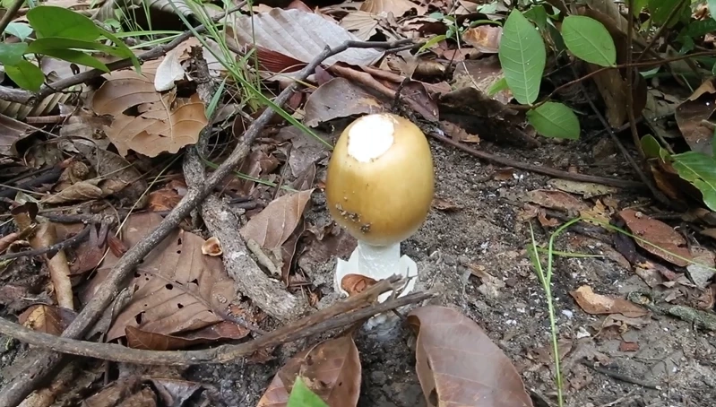 เห็ดระโงกที่ชาวบ้านค้นพบ