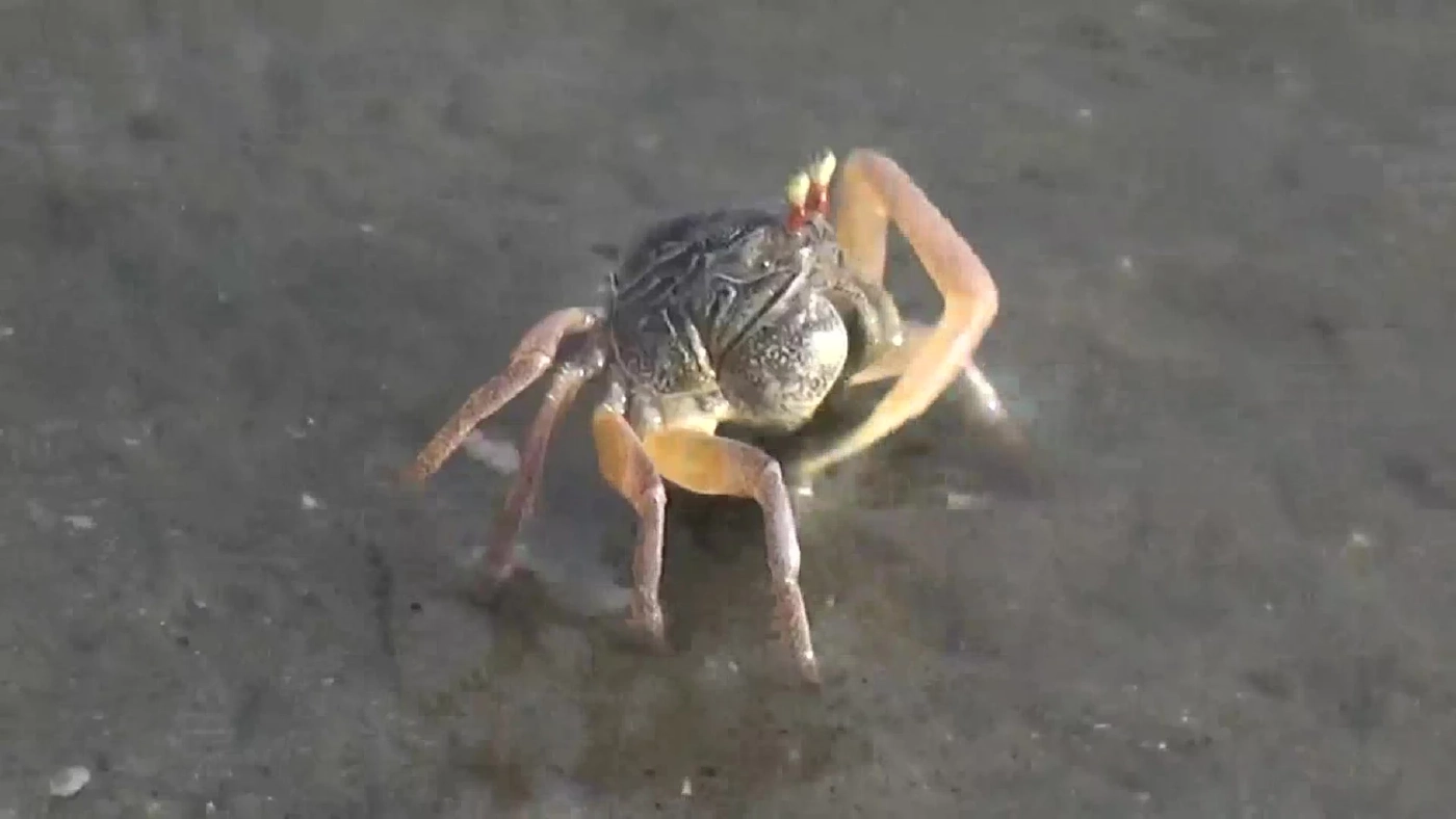 ตื่นตา! กองทัพปูทหารนับล้านตัว โผล่หากินชายหาดสำราญ (มีคลิป)