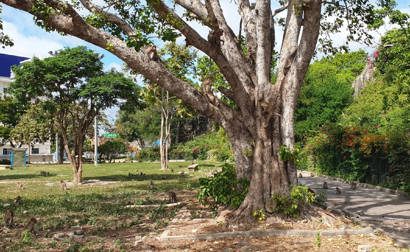 ชาวประมง นอนผวา หลังพบเศียรพระ กลางทะเลประจวบฯ สุดท้ายต้องมาขอขมา