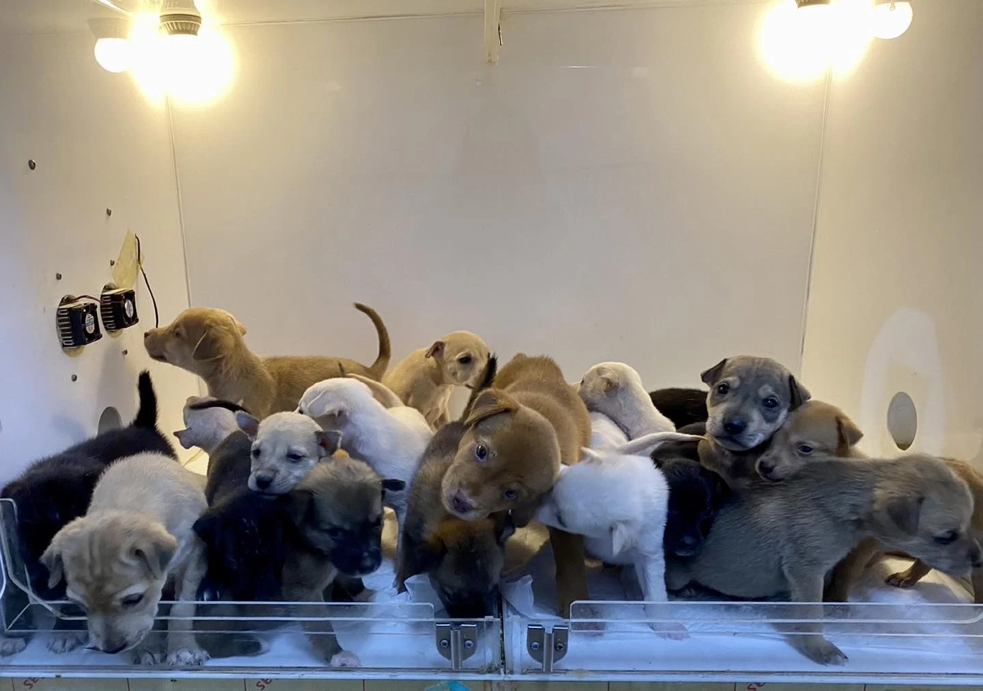 ได้บ้านครบแล้ว ลูกสุนัข 19 ตัว ถูกทิ้งตากฝนในป่าข้างโรงเรียน