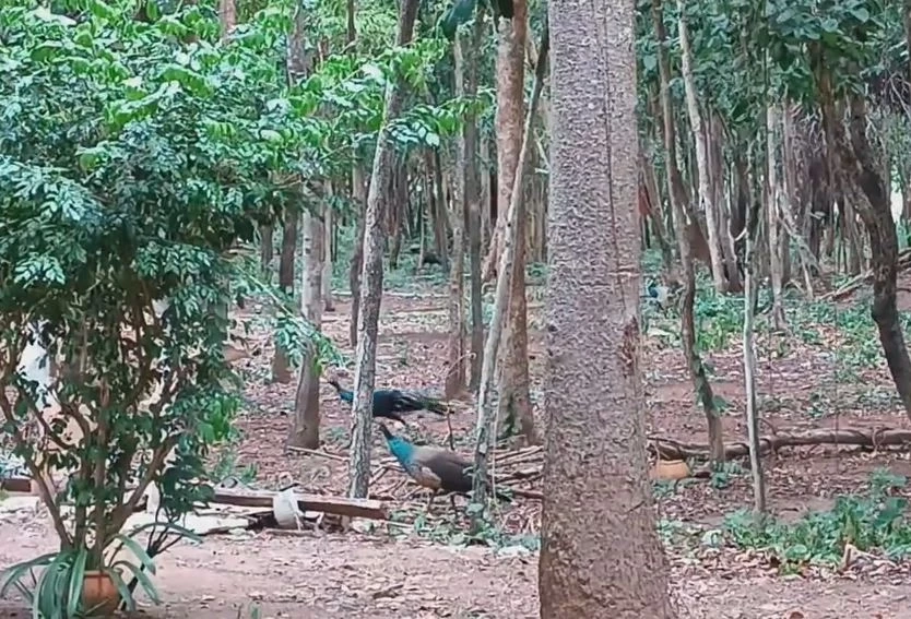 ทึ่ง! นกยูงฝูงใหญ่ อาศัยในวัดดังเมืองโคราช