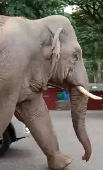 เปิดคลิป "พลายแคระ" บุกวัดเขาใหญ่ แม่ชีเชื่อคงอยากมาร่วมทำบุญ