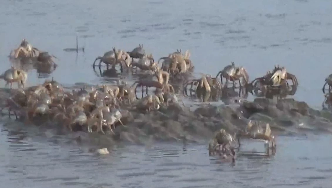 ตื่นตา! กองทัพปูทหารนับล้านตัว โผล่หากินชายหาดสำราญ (มีคลิป)