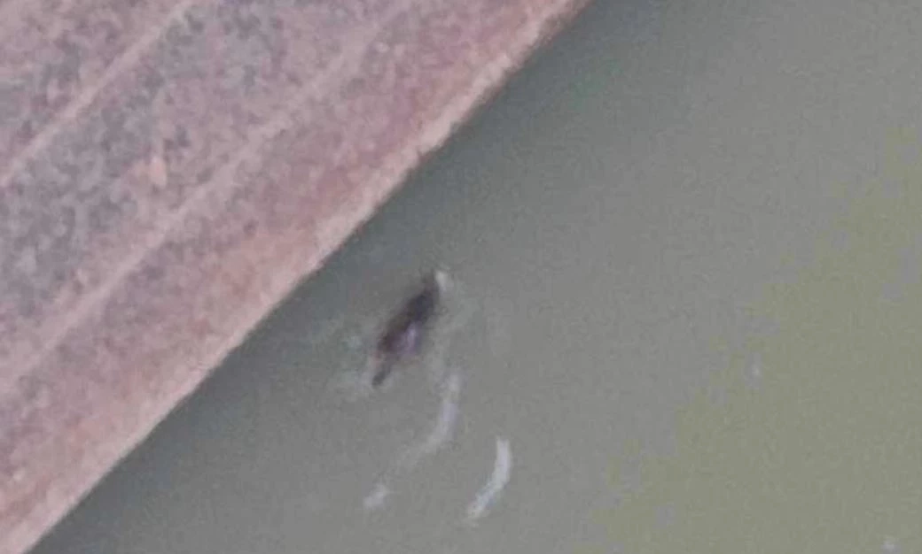 ชื่นชม! รปภ. ช่วยลูกแมวตกประตูเขื่อนเจ้าพระยา ลึกกว่า 40 เมตร