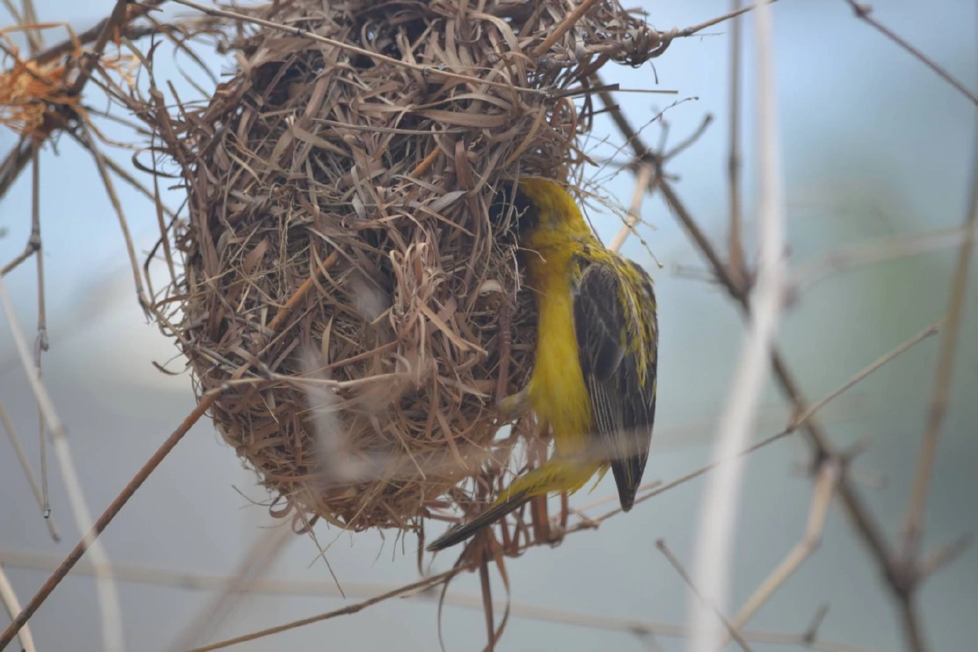 พานั่งชิล ชิมอาหารหลากเมนู ชมวิวกลางทุ่ง เพลิดเพลินดูนกกระจาบทองทำรัง