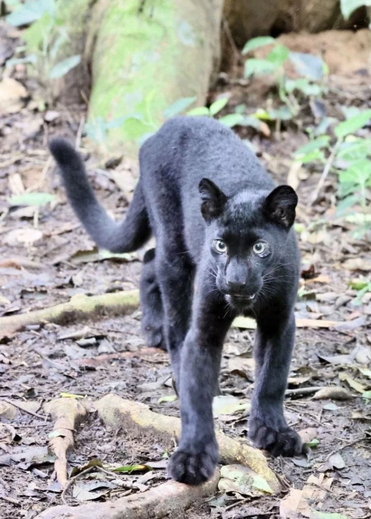 เปิดภาพสุดน่ารัก ครอบครัว "เสือดำ" ในอุทยานแห่งชาติแก่งกระจาน