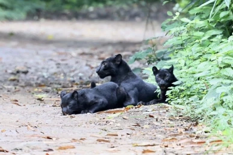 เปิดภาพสุดน่ารัก ครอบครัว "เสือดำ" ในอุทยานแห่งชาติแก่งกระจาน