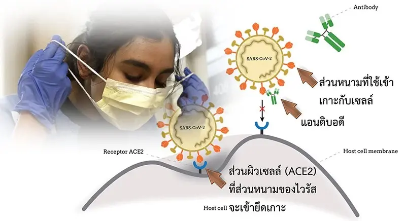 โควิดอัปเกรด โอมิครอน HK.3 เจอในไทยแล้ว พลิกขั้ว ระบาดง่ายกว่าเดิมสูงถึง 95%
