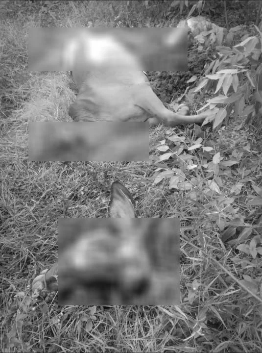 ชาวบ้านผวา ตัดคอวัวแม่ลูกอ่อน ถึงขั้นขายวัวทิ้งยกฝูง วอนตำรวจเร่งล่าโจร