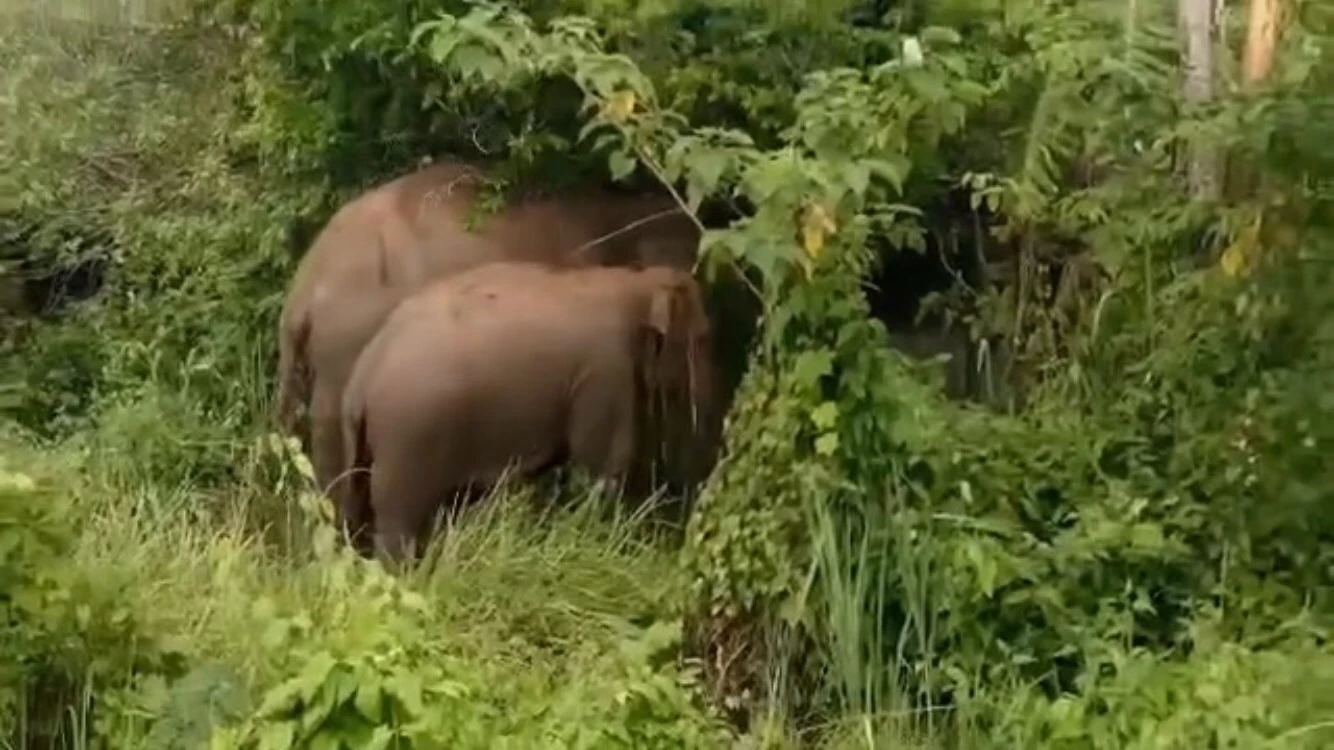 เตือนชาวบ้านภูกระดึง ระวัง "ช้างป่า" พบดุร้ายสูง พร้อมทำร้ายคนเมื่อเจอ