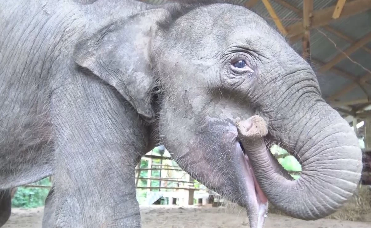 "ลูกช้างป่าภูวัว" พลัดหลง ร่างกายยังค่อนข้างอ่อนแอ สัตวแพทย์ดูแลใกล้ชิด