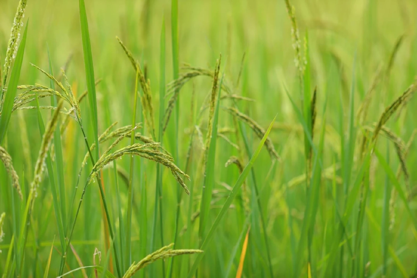 กรมข้าวฯ เดินเครื่องจักรผลิตเมล็ดพันธุ์ข้าว ส่งถึงมือเกษตรกร