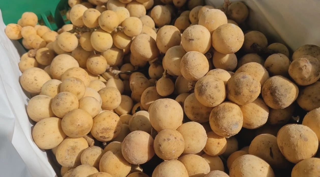 สหกรณ์วัดจันทร์ นำลองกองแดนใต้ จ.ยะลา เกรดพรีเมียม มาขายช่วยเกษตรกรครั้งที่ 2