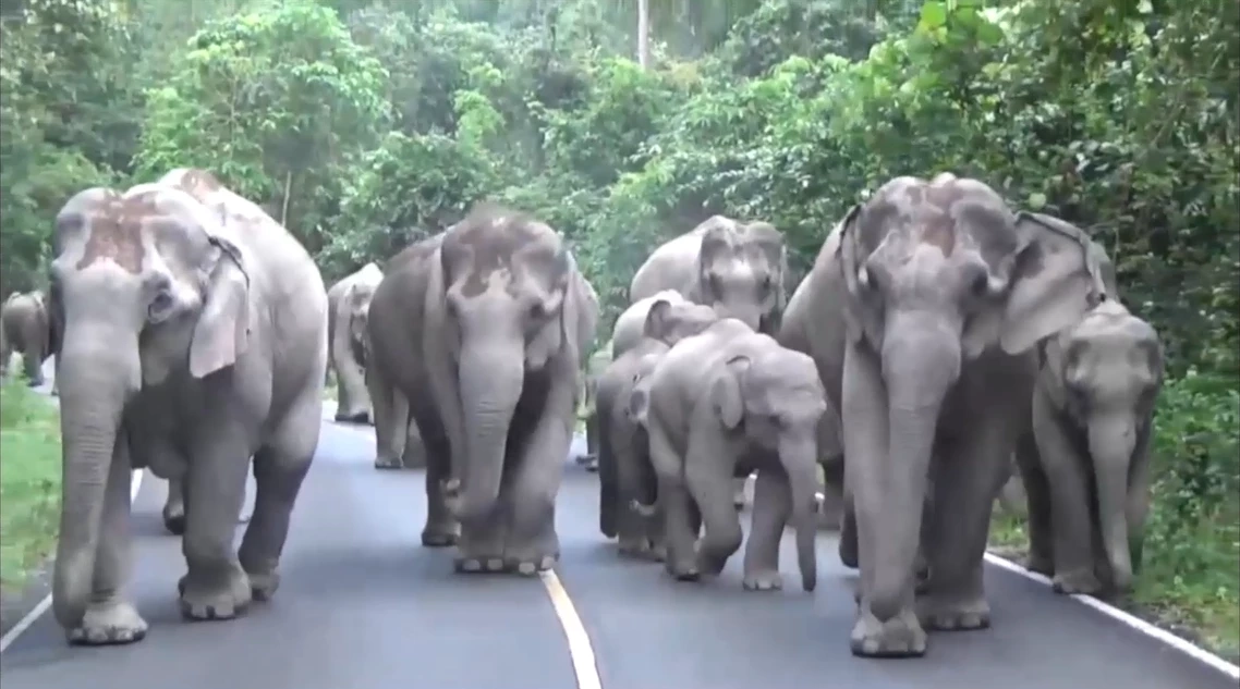 ใจหาย "สุทธิพร" มือปราบช้างป่าเขาใหญ่ เกษียณอายุราชการ