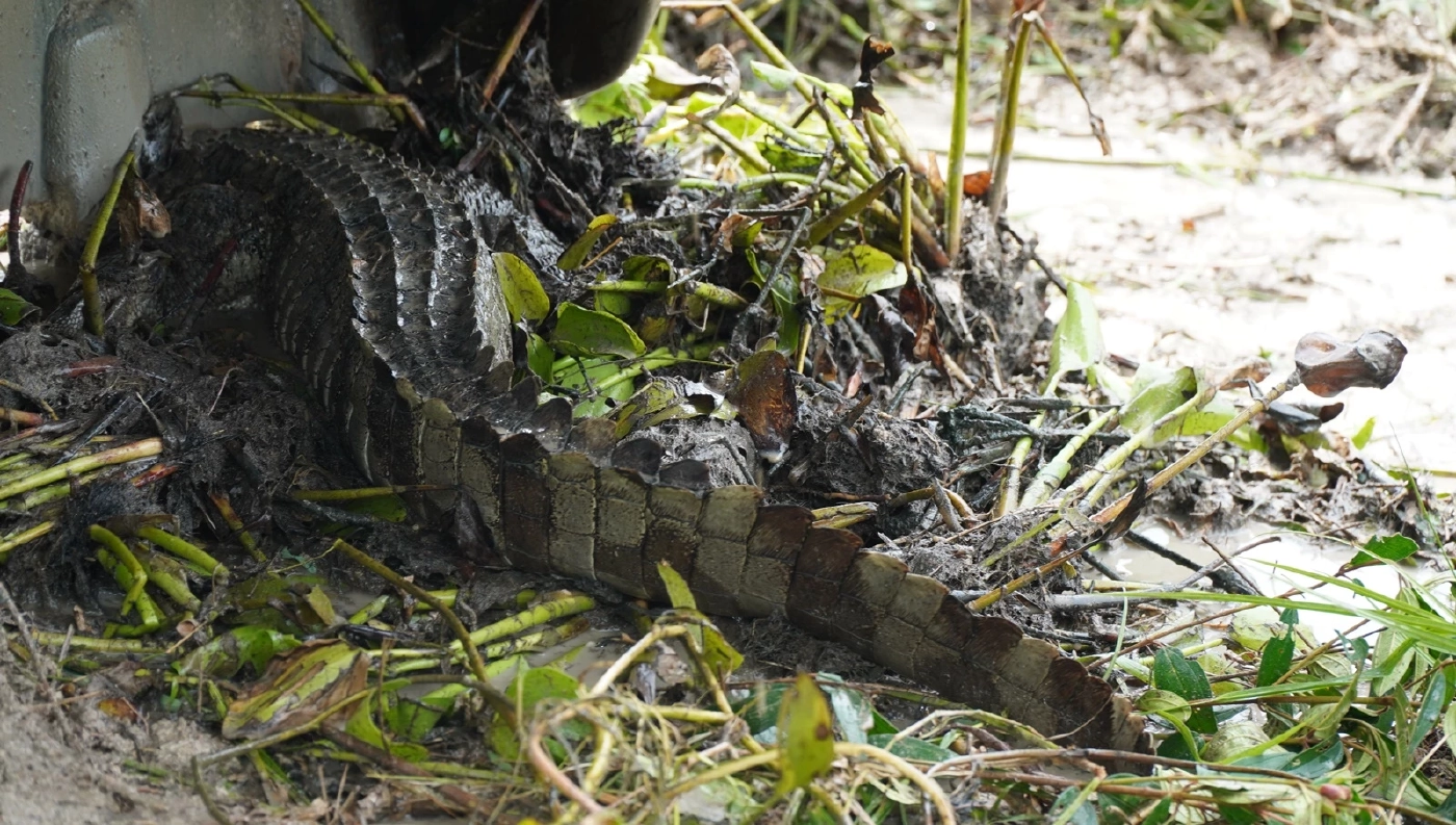 หนีไม่รอด! จับได้แล้ว จระเข้ไล่งับชาวบ้านออกหาปลา จ.พัทลุง