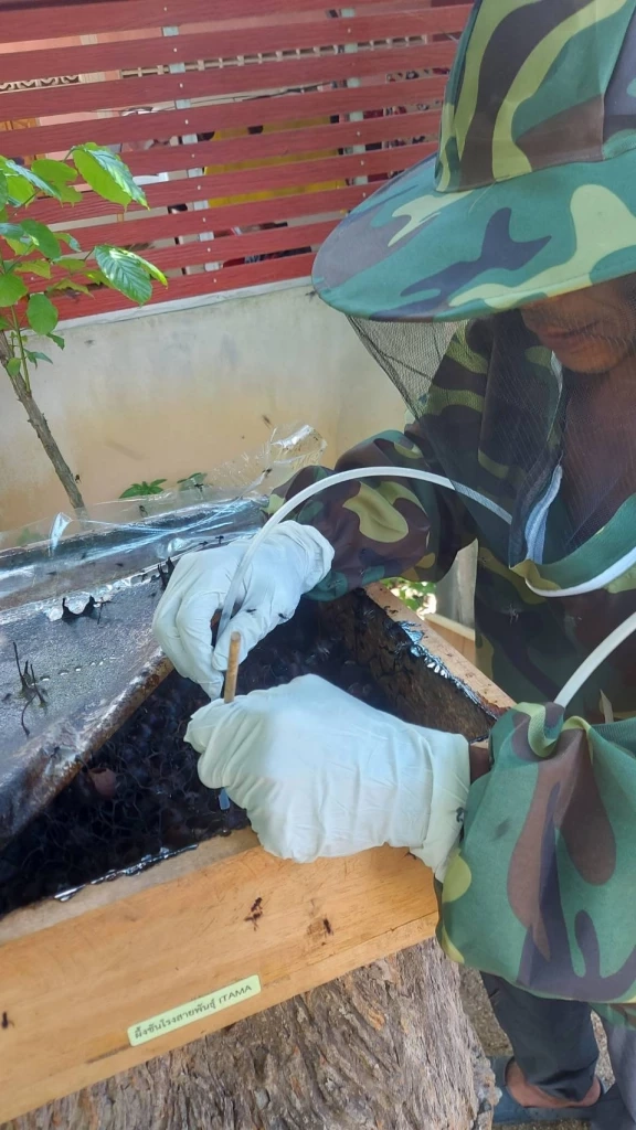 น้ำผึ้งชันโรง "แมลงจิ๋วสร้างชุมชน” แห่งบ้านบือมัง จ.ยะลา  