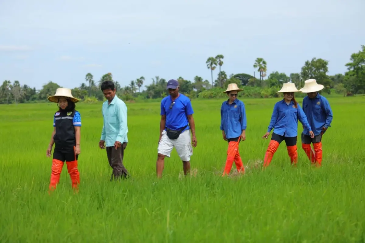 ศูนย์เมล็ดพันธุ์ข้าวโคราช เด้งรับกรมข้าวหนุนเปลี่ยนเมล็ดพันธ์ุ