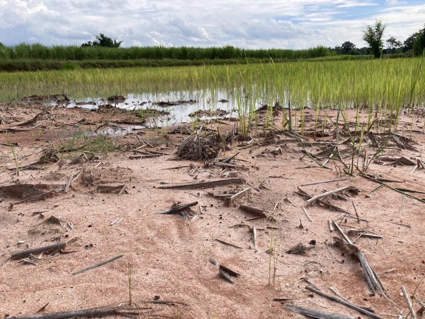 ชาวนาโคราชดีใจ นโยบายรัฐบาล "พักหนี้เกษตรกร 3 ปี" ชี้ช่วยให้มีเงินทุนไปต่อยอด