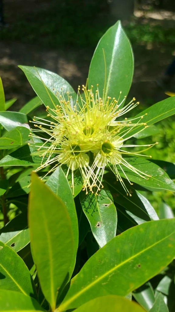 ดอกไม้ อาหารสำคัญของผึ้งชันโรง