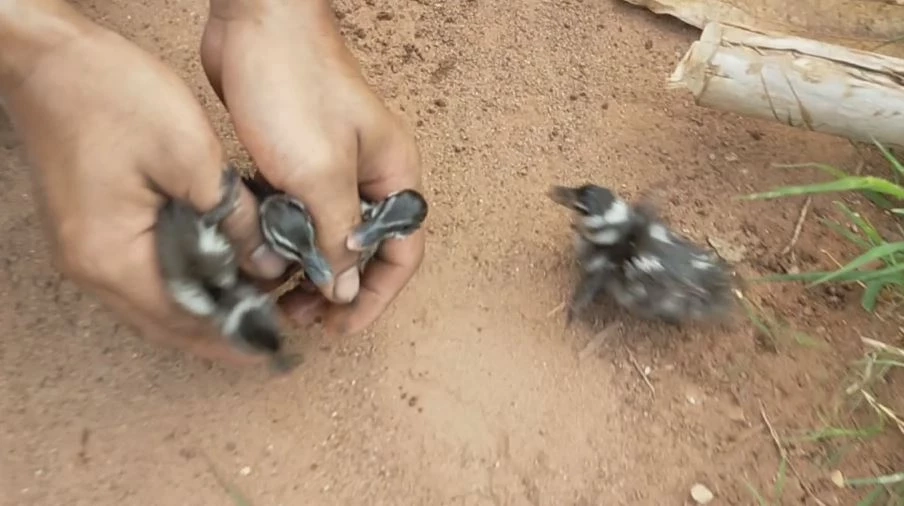 ขอบคุณนะนุด! "กู้ภัย-พลเมืองดี" ช่วย 12 ลูกนกเป็ดน้ำ พลัดตกท่อระบายน้ำ