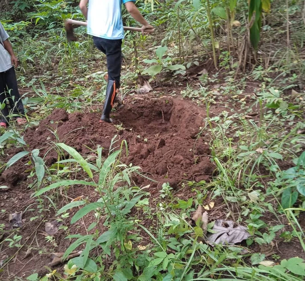 ปศุสัตว์เชียงราย เร่งลงพื้นที่บ้านดอยสะโง้ แก้ปัญหาหมูดำตาย