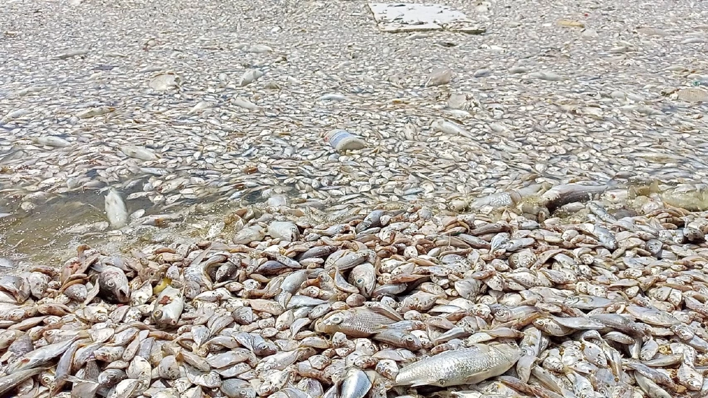 ปลาทะเลนับล้าน ลอยตายเกลื่อน "ชายหาดศรีราชา" จาก "แพลงก์ตอนบลูม"