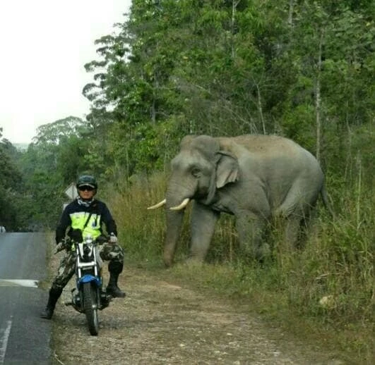ใจหาย "สุทธิพร" มือปราบช้างป่าเขาใหญ่ เกษียณอายุราชการ