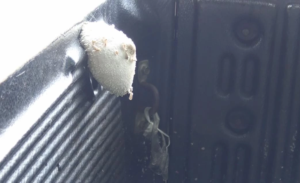 พบ "เห็ด" โผล่กระบะท้ายรถชาวบ้าน เจ้าของแปลกใจ-นำเลขทะเบียนเสี่ยงโชค