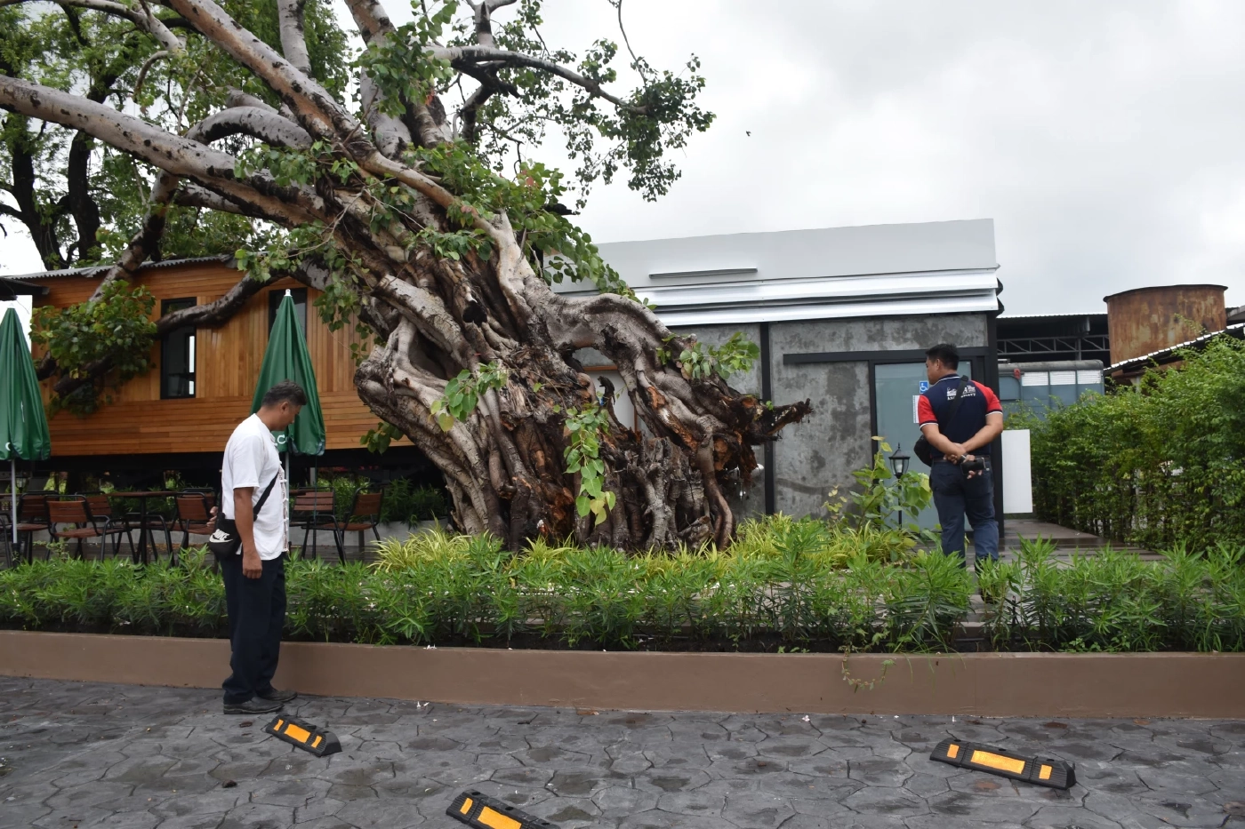 ต้นโพธิ์ยักษ์ 100 ปี โค่นทับตู้รถไฟเก่าแก่สมัยรัชกาลที่ 5