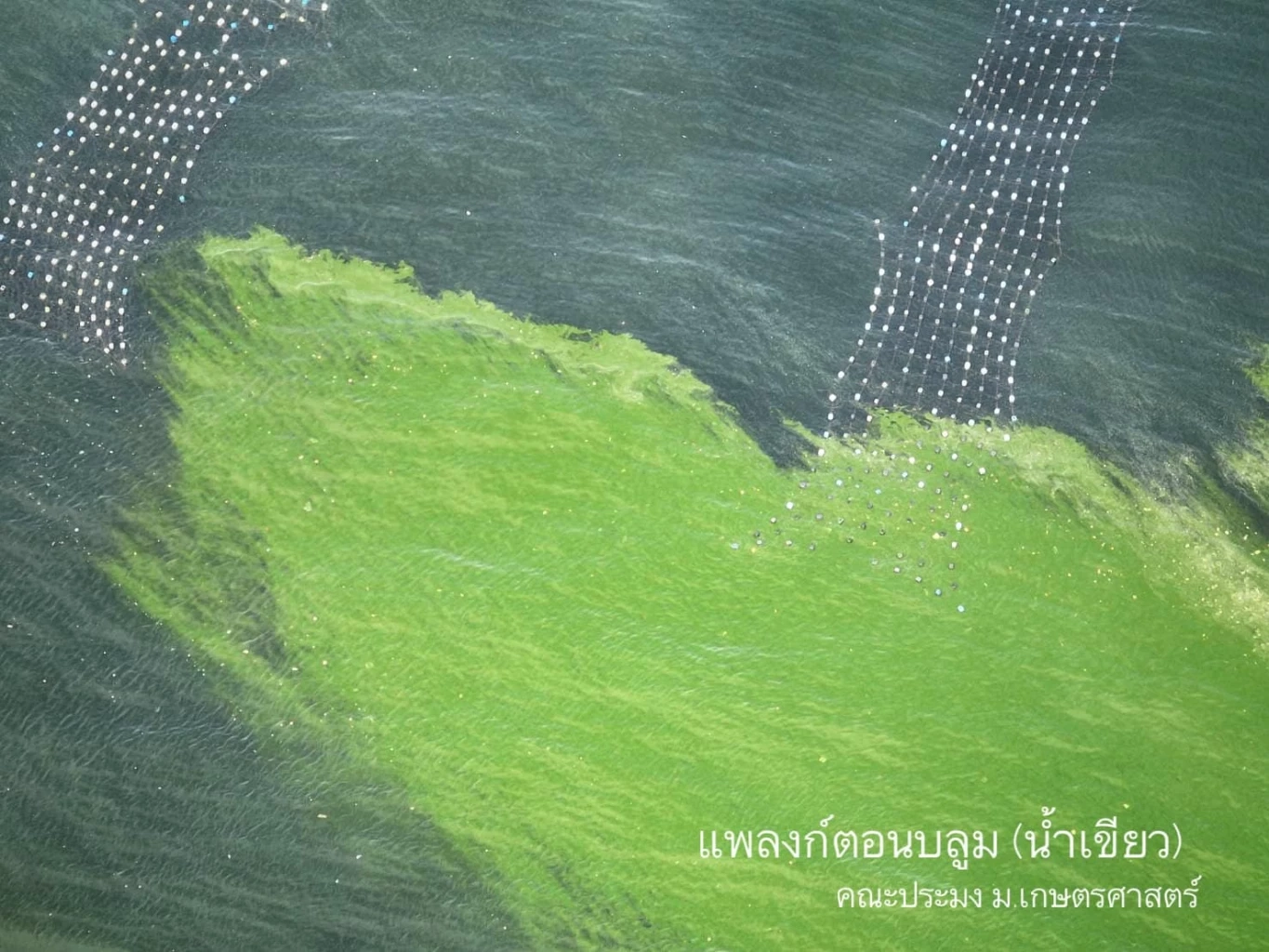 น้ำเสียคือพลังงาน เปลี่ยนภัยสิ่งแวดล้อม เป็นพลังกู้โลกร้อน