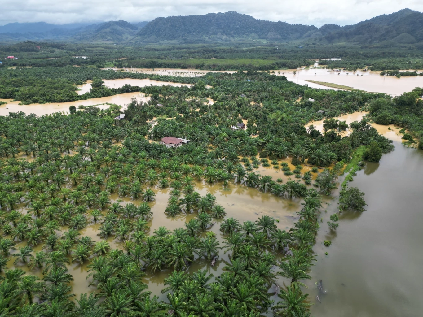เปิดภาพมุมสูง "แม่น้ำตะกั่วป่า" ล้นตลิ่ง ทะลักท่วมบ้านเรือนและพื้นที่การเกษตร