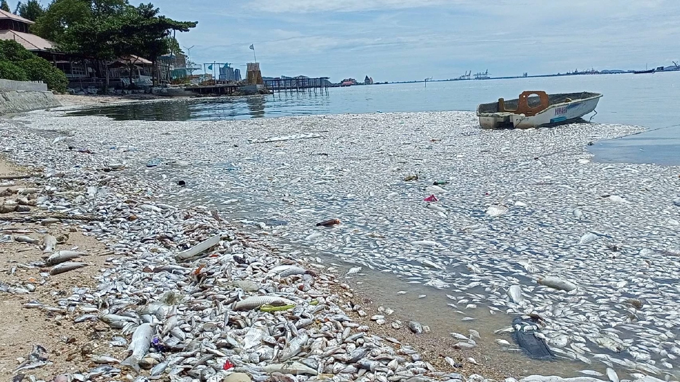 ปลาทะเลนับล้าน ลอยตายเกลื่อน "ชายหาดศรีราชา" จาก "แพลงก์ตอนบลูม"