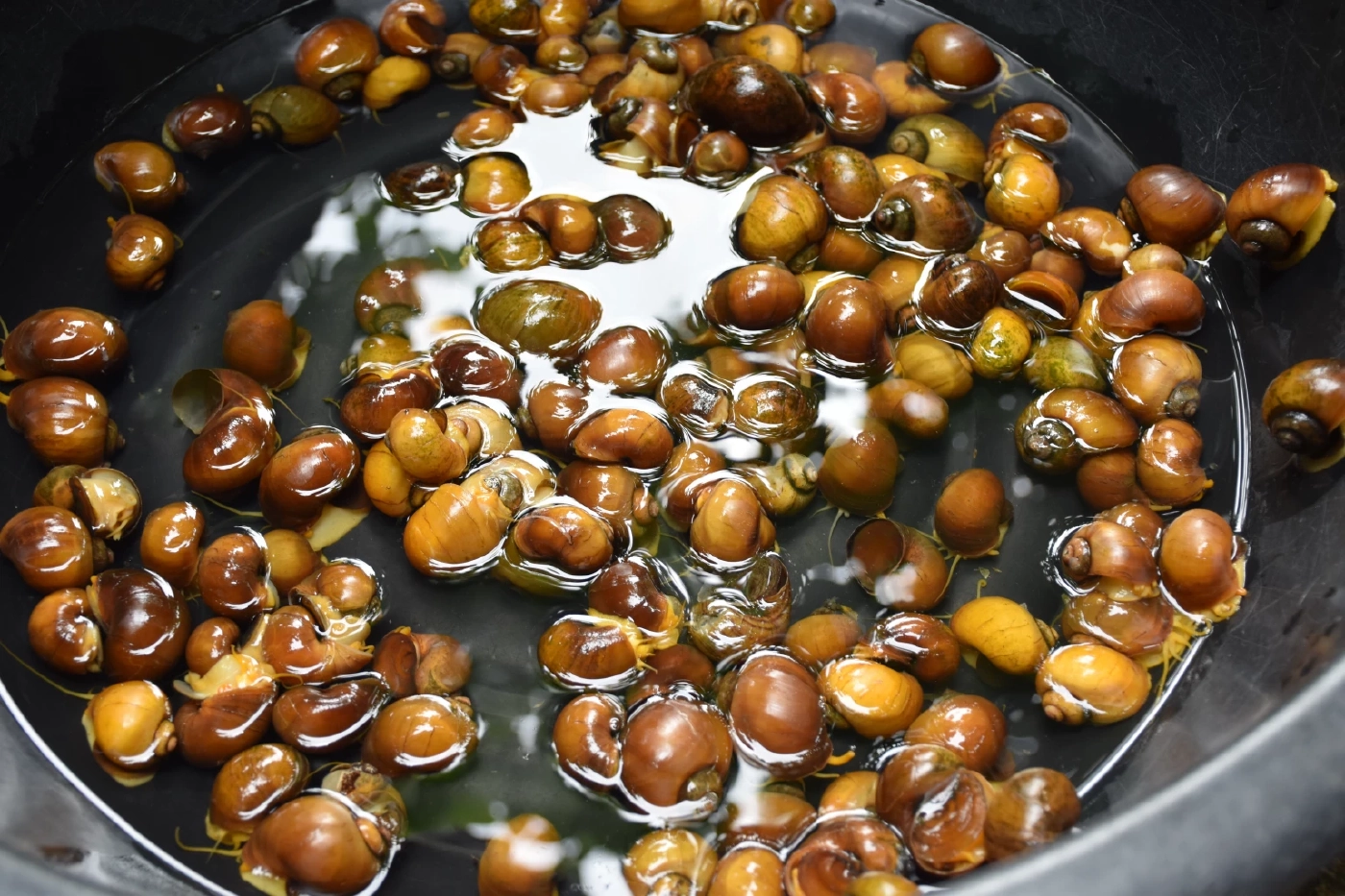 "หอยเป๋าฮื้อน้ำจืด" เลี้ยงง่าย ต้นทุนต่ำ สร้างรายได้งาม