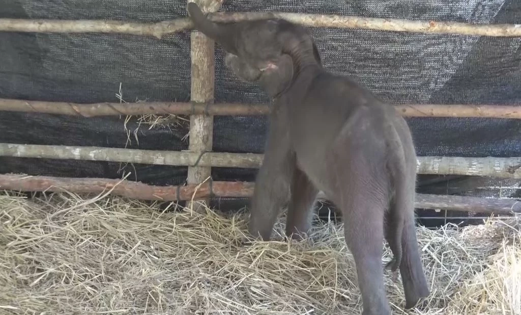 "ลูกช้างป่าภูวัว" พลัดหลง แข็งแรงขึ้น ร่าเริง จนท.เช็ดตัว-เปิดพัดลมคลายร้อนให้ (คลิป)