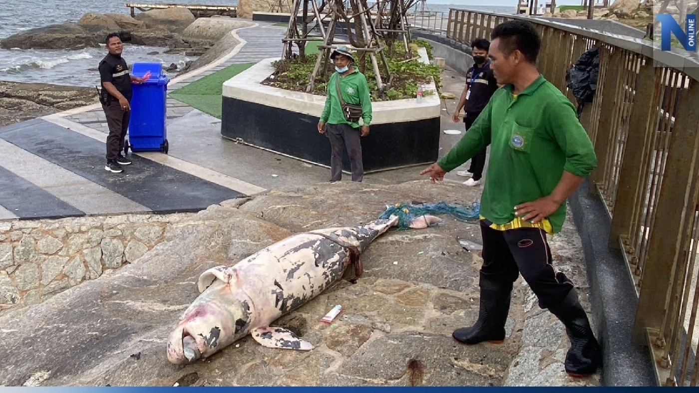 พบซากปลาโลมาหัวบาตรตายเกยตื้นที่หาดบางแสน