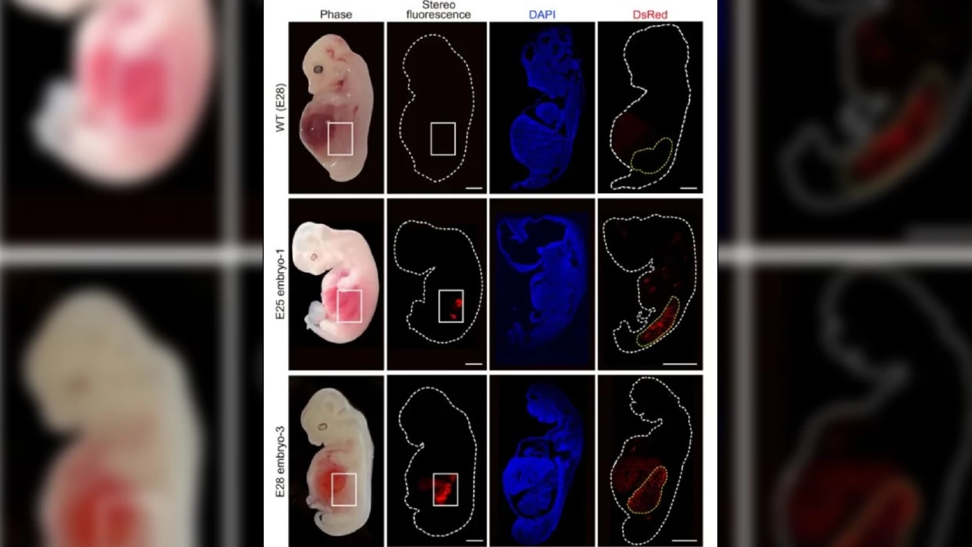 นักวิทยาศาสตร์จีนปลูกไตคล้ายของมนุษย์ในหมู