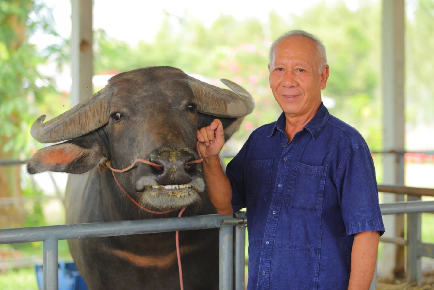กรมปศุสัตว์ มุ่งพัฒนา"กระบือปลักไทย" หวังยกระดับรายได้เกษตรกร