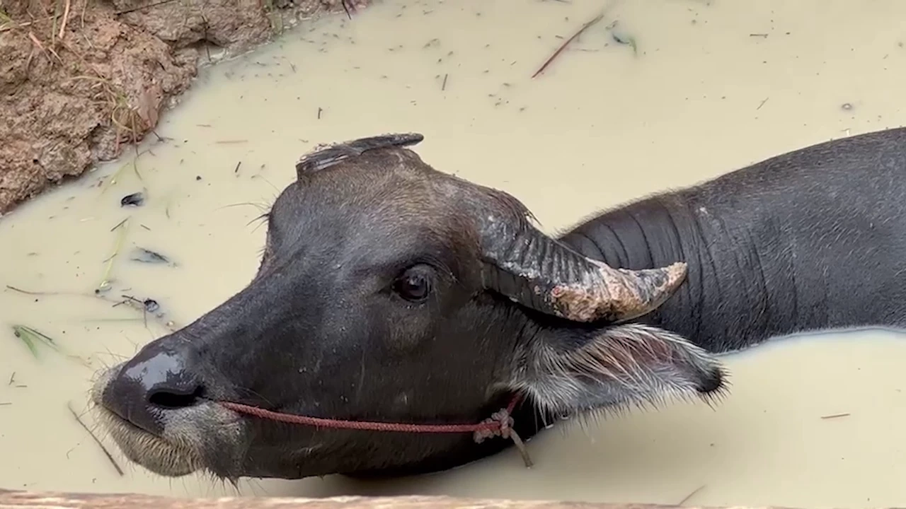 เมียฉุนผัวเมาเหล้า ไม่ดูแลควายท้องแก่ จนตกบ่อน้ำ ว้าวุ่นถึงกู้ภัยต้องมาช่วย