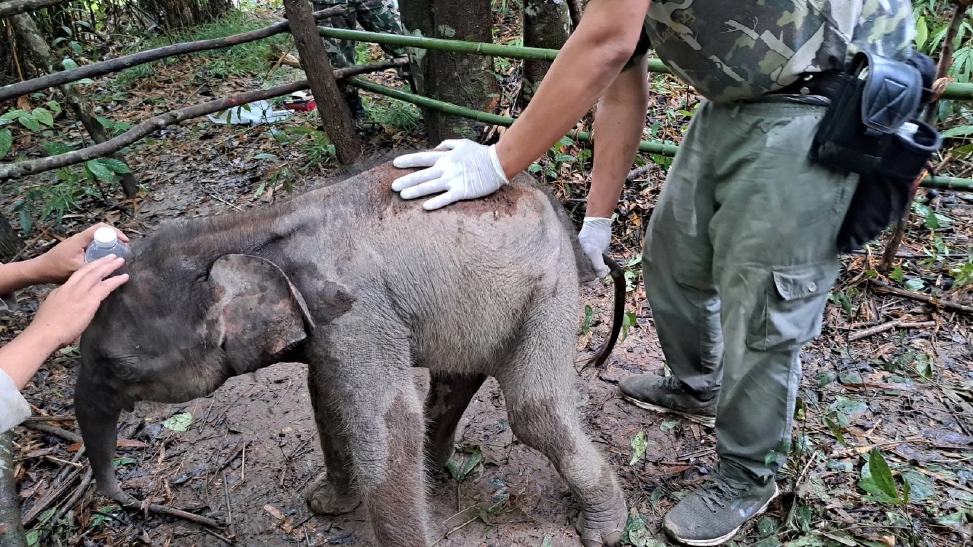 อัปเดตอาการ "ลูกช้างป่าภูวัว" พลัดหลง ร่างกายขาดน้ำ-ถ่ายเหลว