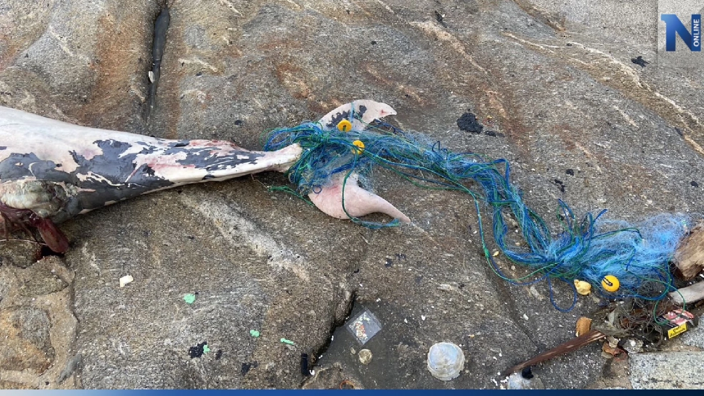 พบซากปลาโลมาหัวบาตรตายเกยตื้นที่หาดบางแสน